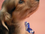 カニンヘン 子犬 シェーデットクリーム 男の子 ハナビの赤ちゃん 10/21生まれ