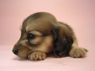 カニヘン　子犬　シェーデットクリーム　