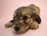 カニヘン　子犬　シェーデットクリーム　