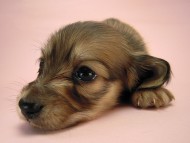 カニヘン　子犬　シェーデットクリーム　