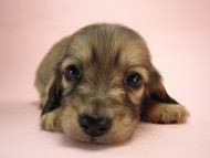 カニヘン　子犬　シェーデットクリーム　