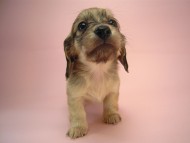 カニヘン　子犬　シェーデットクリーム　静岡県・Ｔ様