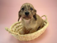 カニヘン　子犬　シェーデットクリーム　静岡県・Ｔ様