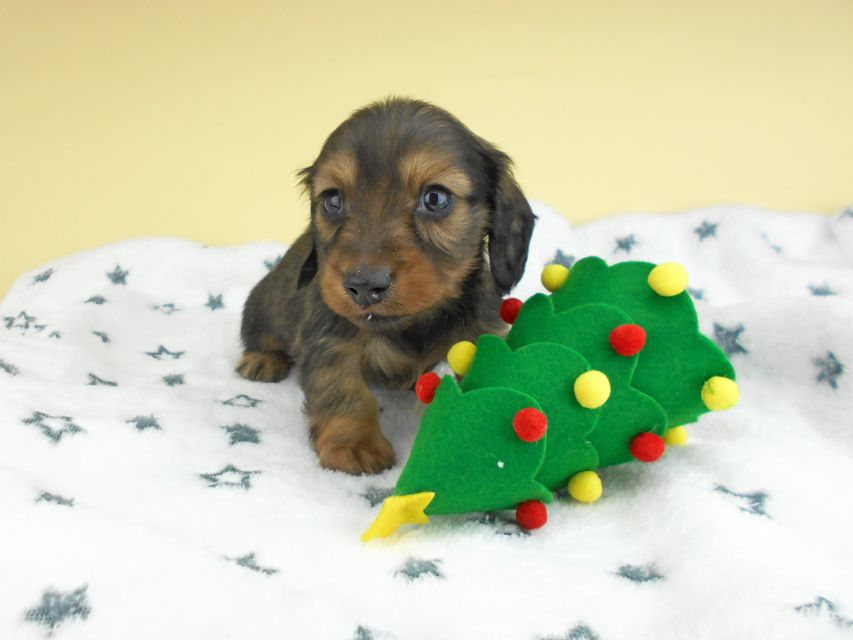 カニンヘンダックスフンド ふたば & ブルースの子犬 イエロー（クリーム） 男の子