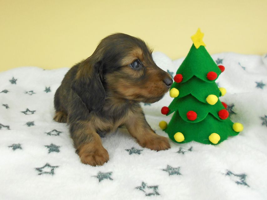 カニンヘンダックスフンド ふたば & ブルースの子犬 イエロー（クリーム） 男の子