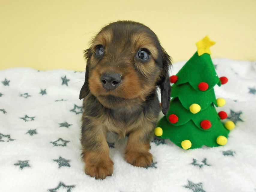 カニンヘンダックスフンド ふたば & ブルースの子犬 イエロー（クリーム） 男の子