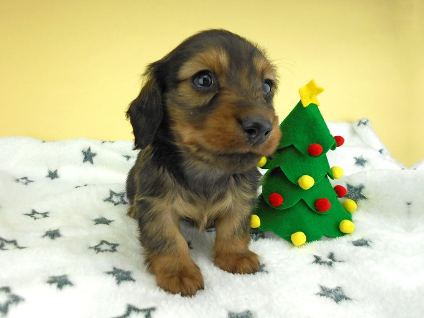 カニンヘンダックスフンド ふたば & ブルースの子犬 イエロー（クリーム） 男の子