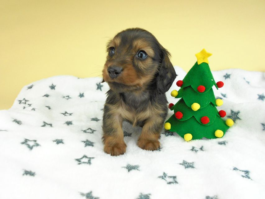カニンヘンダックスフンド ふたば & ブルースの子犬 イエロー（クリーム） 男の子