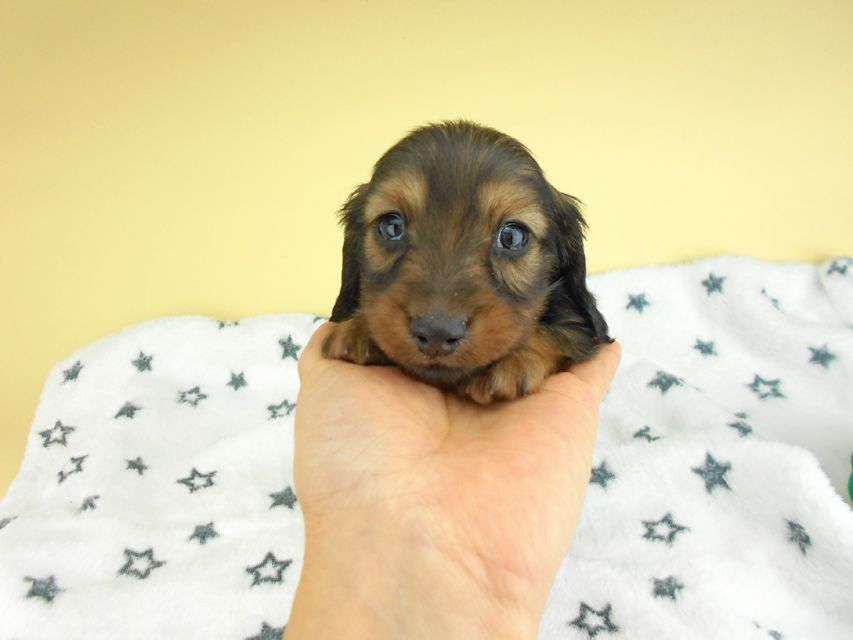 カニンヘンダックスフンド ふたば & ブルースの子犬 イエロー（クリーム） 男の子