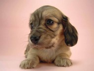 カニヘン　子犬　シェーデットクリーム　東京都・Ｈ様