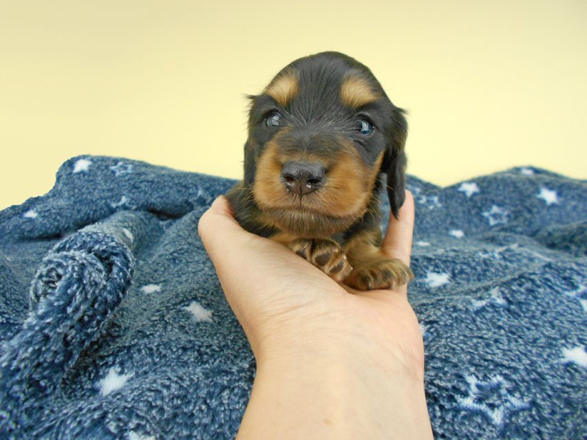 カニンヘンダックスフンド ココcs & 朝日の子犬 ブラックタン 男の子 お写真初登場