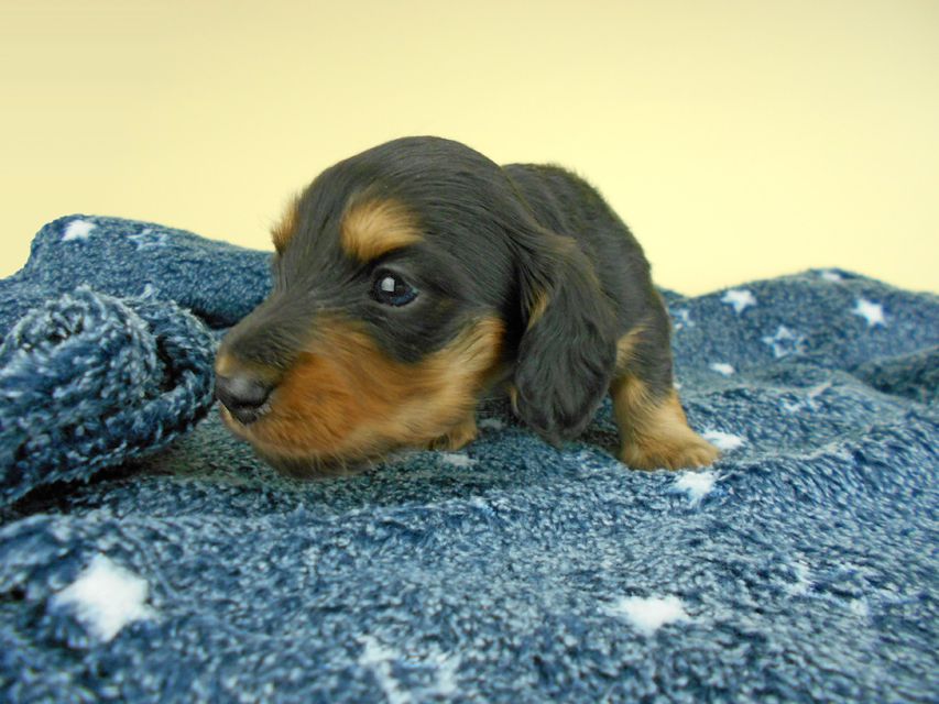 カニンヘンダックスフンド ココcs & 朝日の子犬 ブラックタン 男の子 お写真初登場