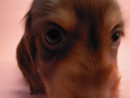 カニンヘン 子犬 チョコ＆クリーム 男の子 ハナビの赤ちゃん 10/21生まれ