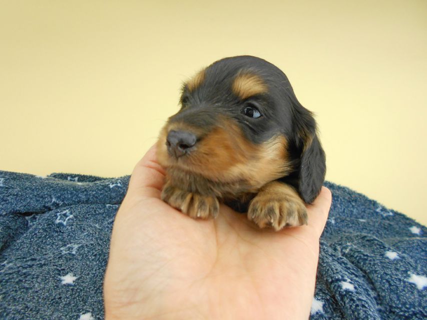 カニンヘンダックスフンド ココcs & 朝日の子犬 ブラックタン 男の子 お写真初登場