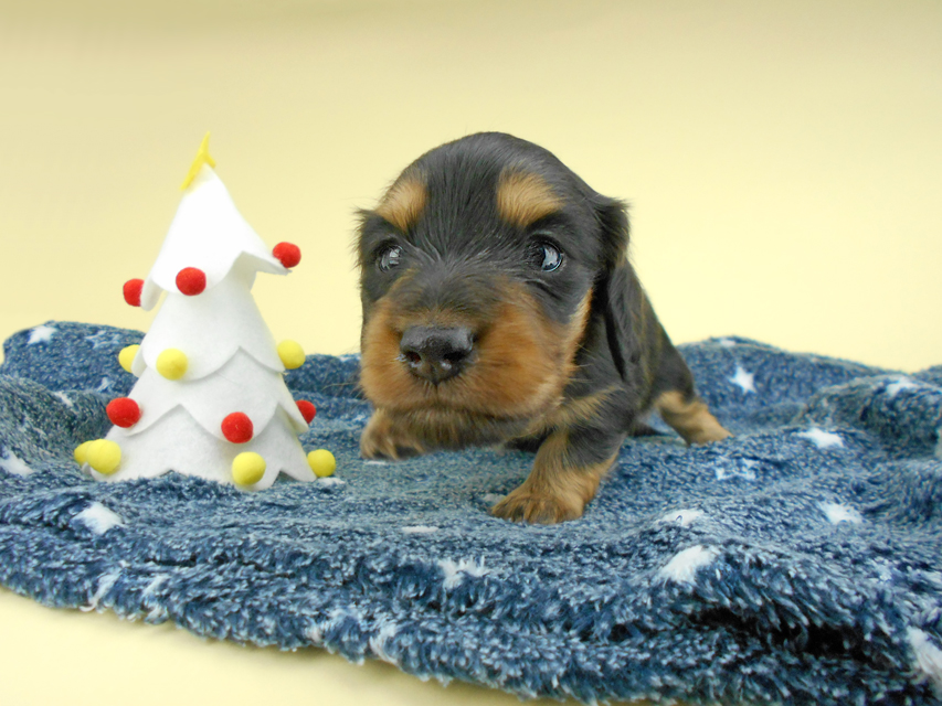 カニンヘンダックスフンド ココcs & 朝日の子犬 ブラックタン 男の子 お写真初登場