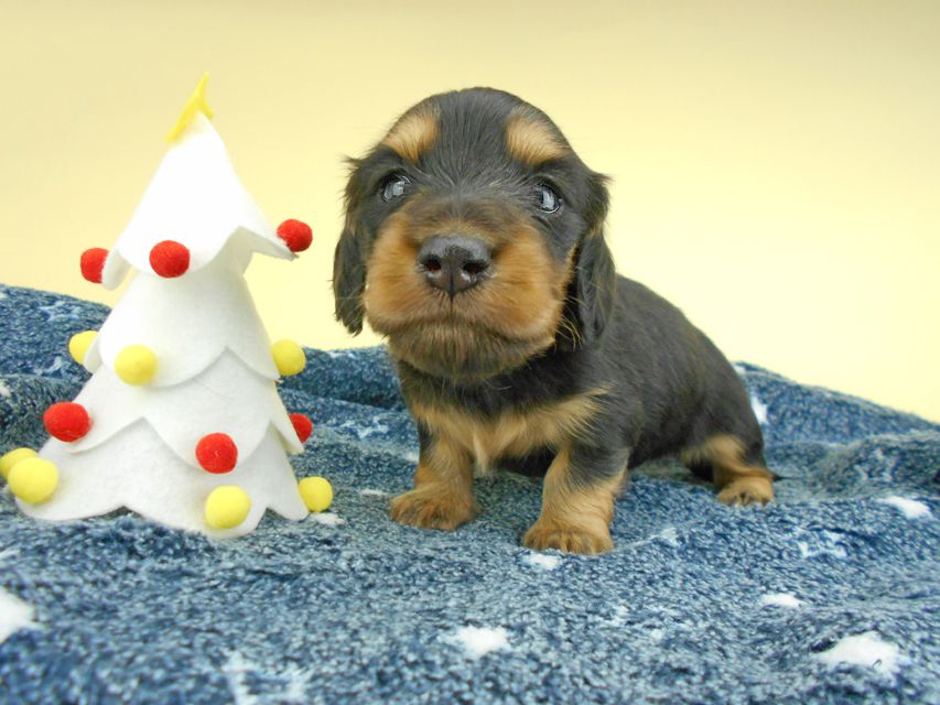 カニンヘンダックスフンド ココcs & 朝日の子犬 ブラックタン 男の子 お写真初登場