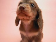 カニンヘン 子犬 チョコクリーム 男の子 ハナビの赤ちゃん 10/21生まれ カニンヘン 子犬 チョコクリーム 男の子 ハナビの赤ちゃん 10/21生まれ