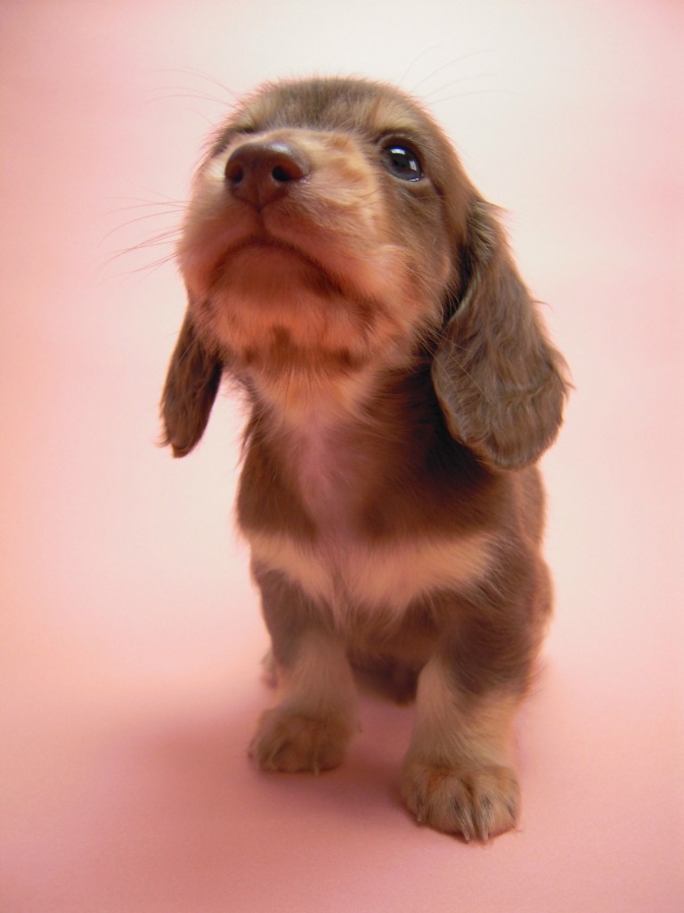 カニンヘン 子犬 チョコ＆クリーム 男の子 ハナビの赤ちゃん 10/21生まれ