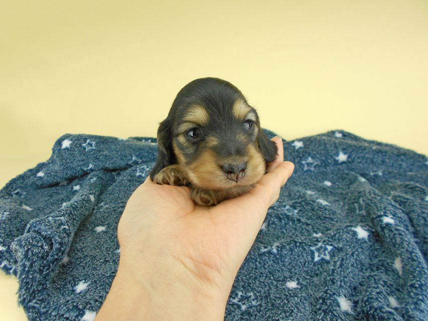 カニンヘンダックスフンド ココcs & 朝日の子犬 ブラックイエロー（ブラッククリーム）男の子 お写真初登場