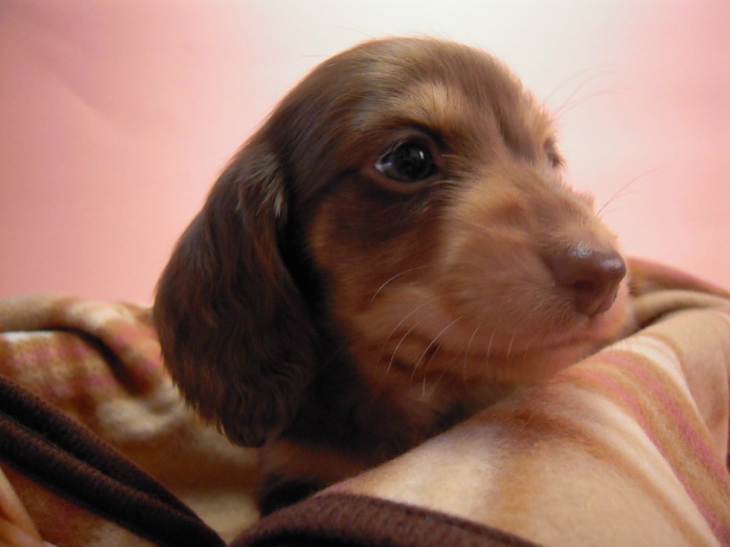 カニンヘン 子犬 チョコ＆クリーム 男の子 ハナビの赤ちゃん 10/21生まれ