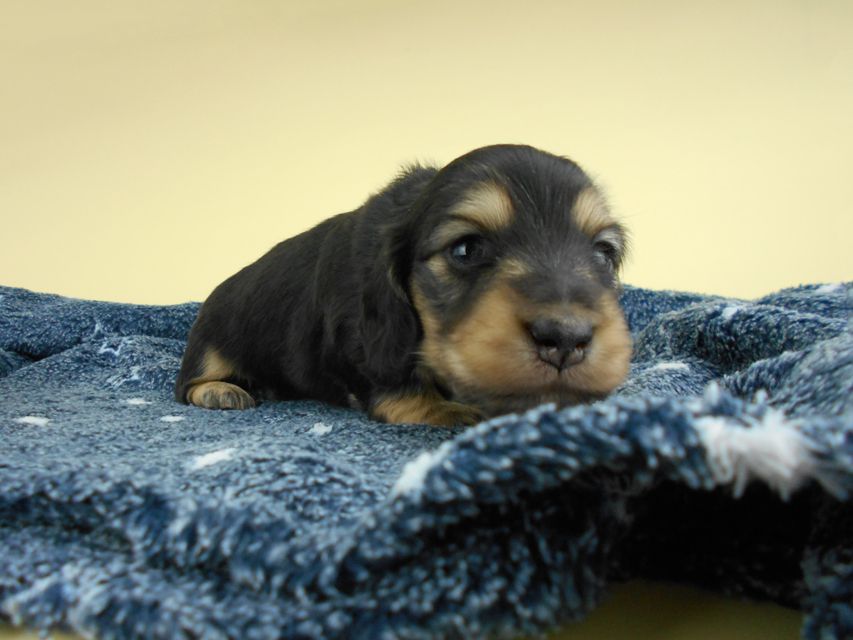 カニンヘンダックスフンド ココcs & 朝日の子犬 ブラックイエロー（ブラッククリーム）男の子 お写真初登場