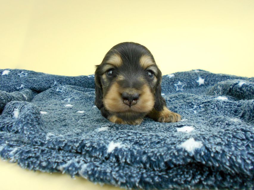 カニンヘンダックスフンド ココcs & 朝日の子犬 ブラックイエロー（ブラッククリーム）男の子 お写真初登場