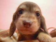 カニンヘン 子犬 チョコクリーム 男の子 ハナビの赤ちゃん 10/21生まれ カニンヘン 子犬 チョコクリーム 男の子 ハナビの赤ちゃん 10/21生まれ