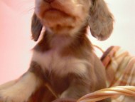 カニンヘン 子犬 チョコクリーム 男の子 ハナビの赤ちゃん 10/21生まれ カニンヘン 子犬 チョコクリーム 男の子 ハナビの赤ちゃん 10/21生まれ