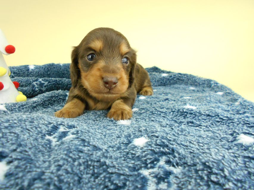 カニンヘンダックスフンド ココcs & 朝日の子犬 チョコタン 女の子 お写真初登場