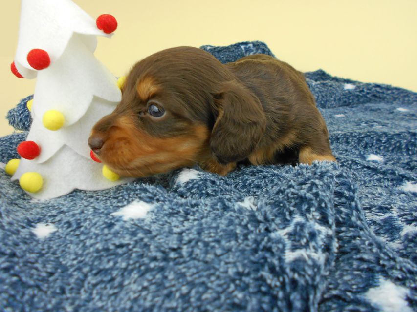 カニンヘンダックスフンド ココcs & 朝日の子犬 チョコタン 女の子 お写真初登場