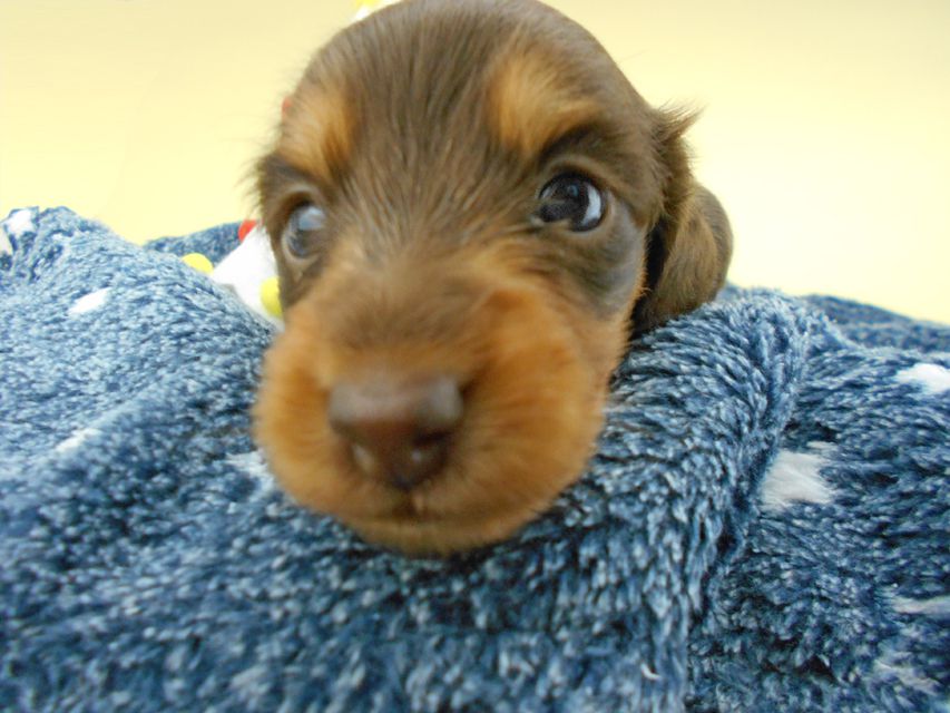 カニンヘンダックスフンド ココcs & 朝日の子犬 チョコタン 女の子 お写真初登場