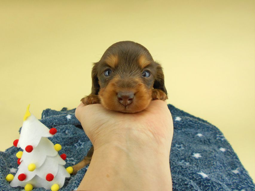 カニンヘンダックスフンド ココcs & 朝日の子犬 チョコタン 女の子 お写真初登場