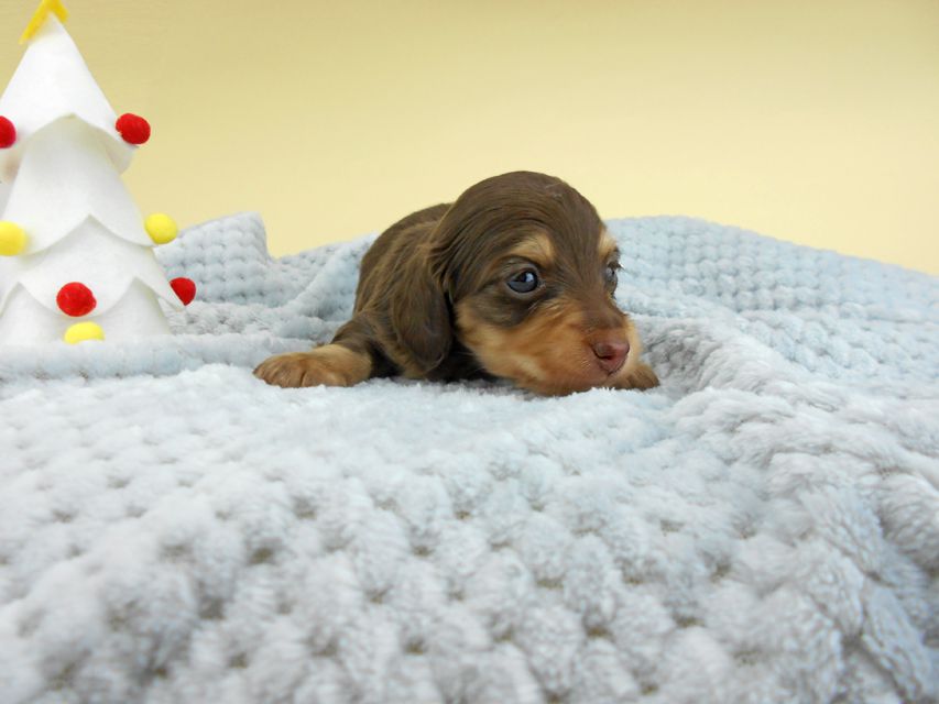 カニンヘンダックスフンド ピノ & スルガの子犬 チョコイエロー（チョコクリーム） 男の子（1）お写真初登場