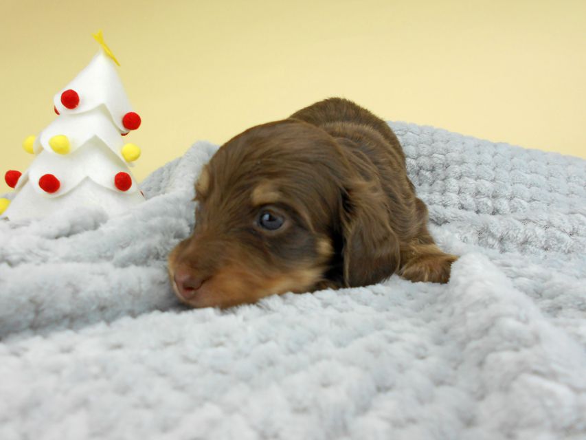 カニンヘンダックスフンド ピノ & スルガの子犬 チョコイエロー(チョコクリーム) 男の子(2)お写真初登場DSCN4105 カニンヘンダックスフンド ピノ & スルガの子犬 チョコイエロー(チョコクリーム) 男の子(2)お写真初登場