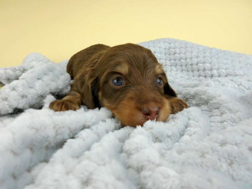 カニンヘンダックスフンド ピノ & スルガの子犬 チョコイエロー(チョコクリーム) 男の子(2)お写真初登場DSCN4109 カニンヘンダックスフンド ピノ & スルガの子犬 チョコイエロー(チョコクリーム) 男の子(2)お写真初登場