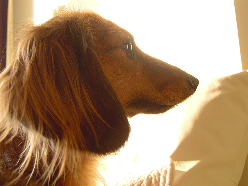 亜俐ちゃん 女の子 JKCチャンピオン シェーデットレッド 亜俐ちゃん 女の子 JKCチャンピオン シェーデットレッド