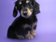 カニンヘン 子犬 ブラック＆クリーム 男の子　東京都・Ｏ様