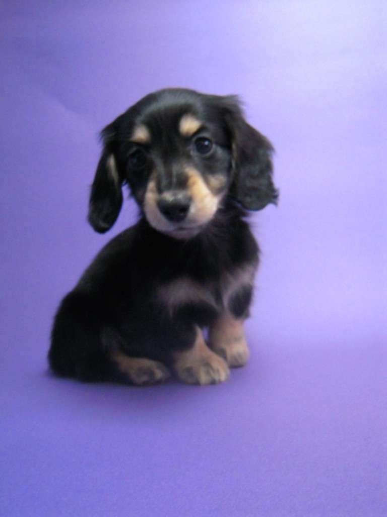 カニンヘン 子犬 ブラック＆クリーム 男の子　東京都・Ｏ様