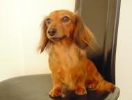 亜俐ちゃん　女の子 JKCチャンピオン　シェーデットレッド