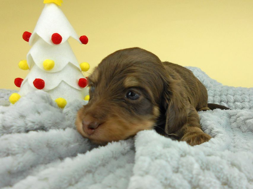 カニンヘンダックスフンド ピノ & スルガの子犬 チョコイエロー(チョコクリーム) 男の子(2)お写真初登場DSCN4121 カニンヘンダックスフンド ピノ & スルガの子犬 チョコイエロー(チョコクリーム) 男の子(2)お写真初登場