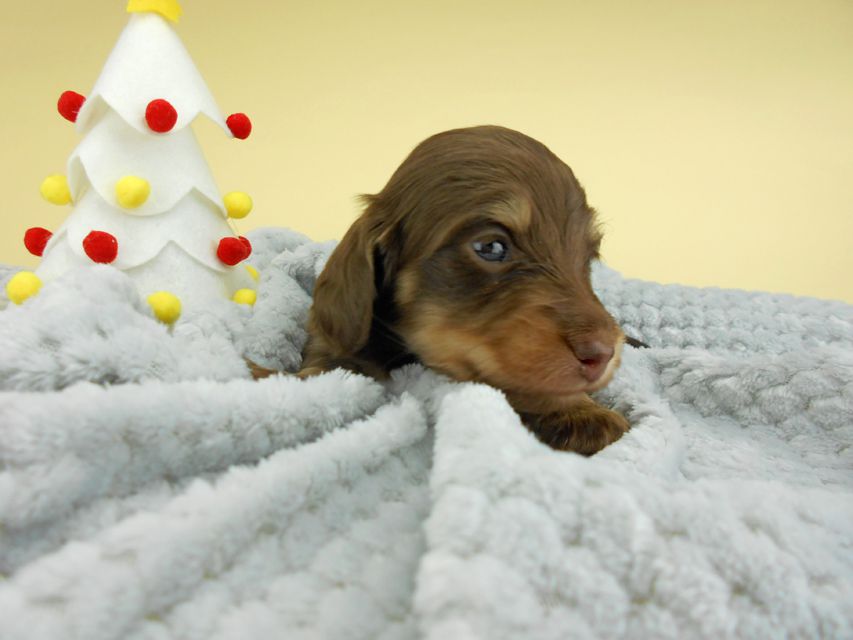 カニンヘンダックスフンド ピノ & スルガの子犬 チョコイエロー（チョコクリーム） 男の子（2）お写真初登場
