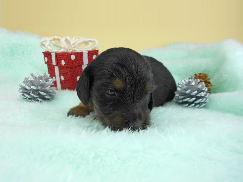 カニンヘンダックスフンド ナンシーcs & ナイトの子犬 ブラックタン 男の子（1） お写真初登場