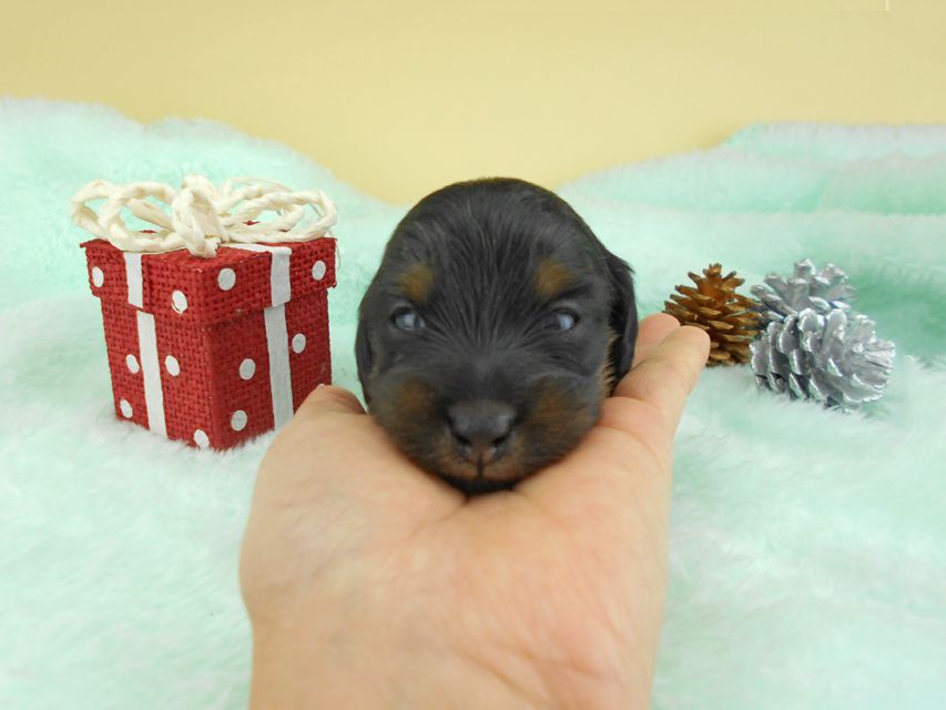 カニンヘンダックスフンド ナンシーcs & ナイトの子犬 ブラックタン 男の子（1） お写真初登場