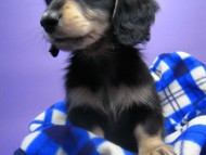 カニンヘン 子犬 ブラック＆クリーム 男の子　東京都・Ｏ様