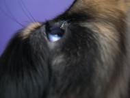 カニンヘン 子犬 ブラック＆クリーム 男の子　東京都・Ｏ様