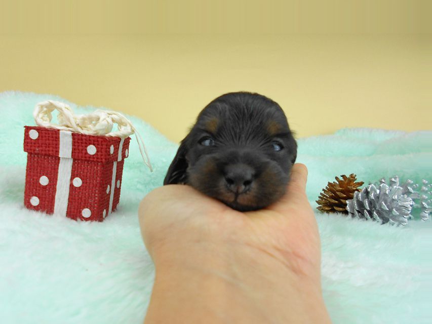 カニンヘンダックスフンド ナンシーcs & ナイトの子犬 ブラックタン 男の子（1） お写真初登場