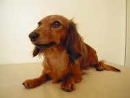 アリちゃん　JKCチャンピオン　カニンヘンダックス　2.8kg　女の子　シェーデットレッド