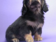 カニンヘン 子犬 ブラック＆タン 男の子 エルナの赤ちゃん 10/11生まれ