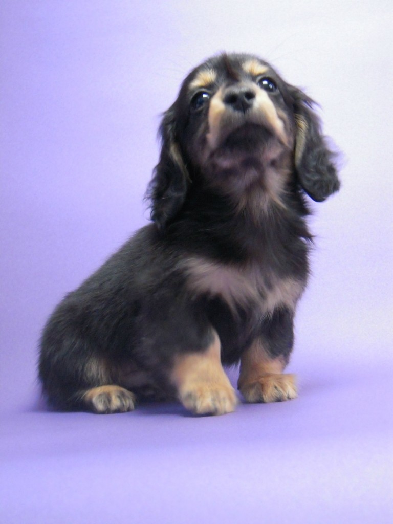 カニンヘン 子犬 ブラック＆タン 男の子 エルナの赤ちゃん 10/11生まれ