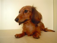 アリちゃん　JKCチャンピオン　カニンヘンダックス　2.8kg　女の子　シェーデットレッド